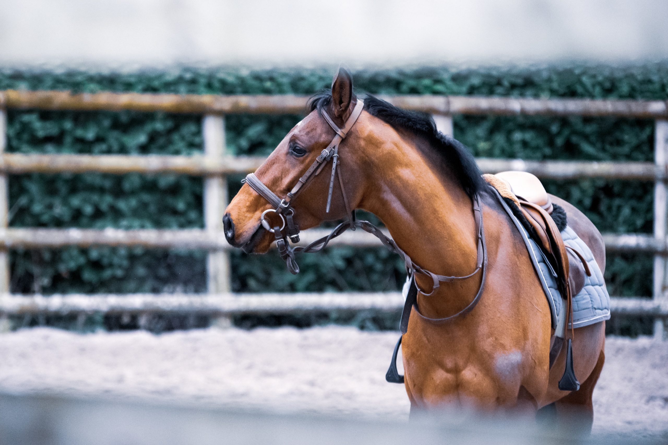 Horse Tack