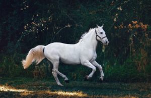 StateLineTack.com Review: Your Ultimate Equestrian Destination Horse