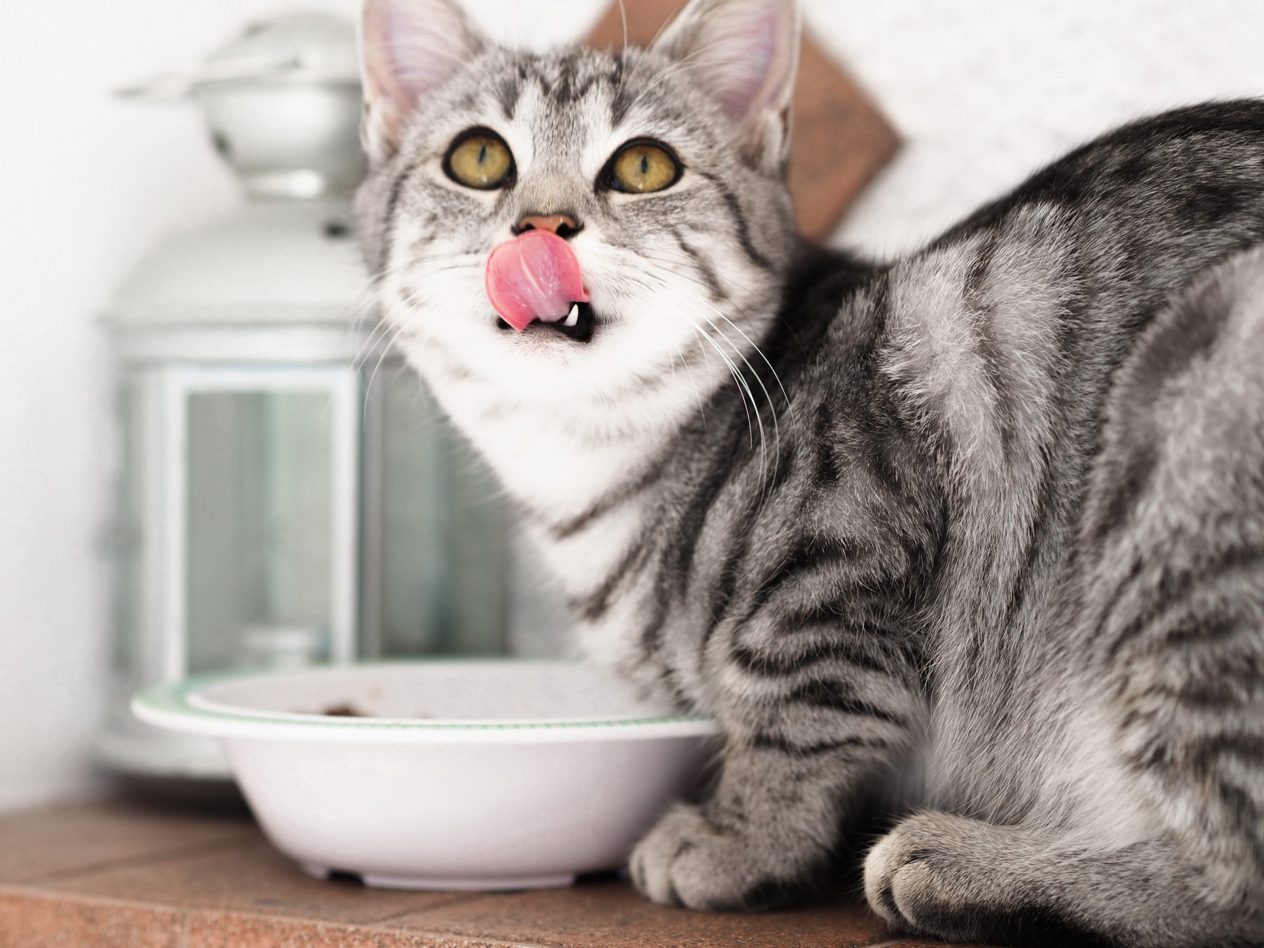 Pet food