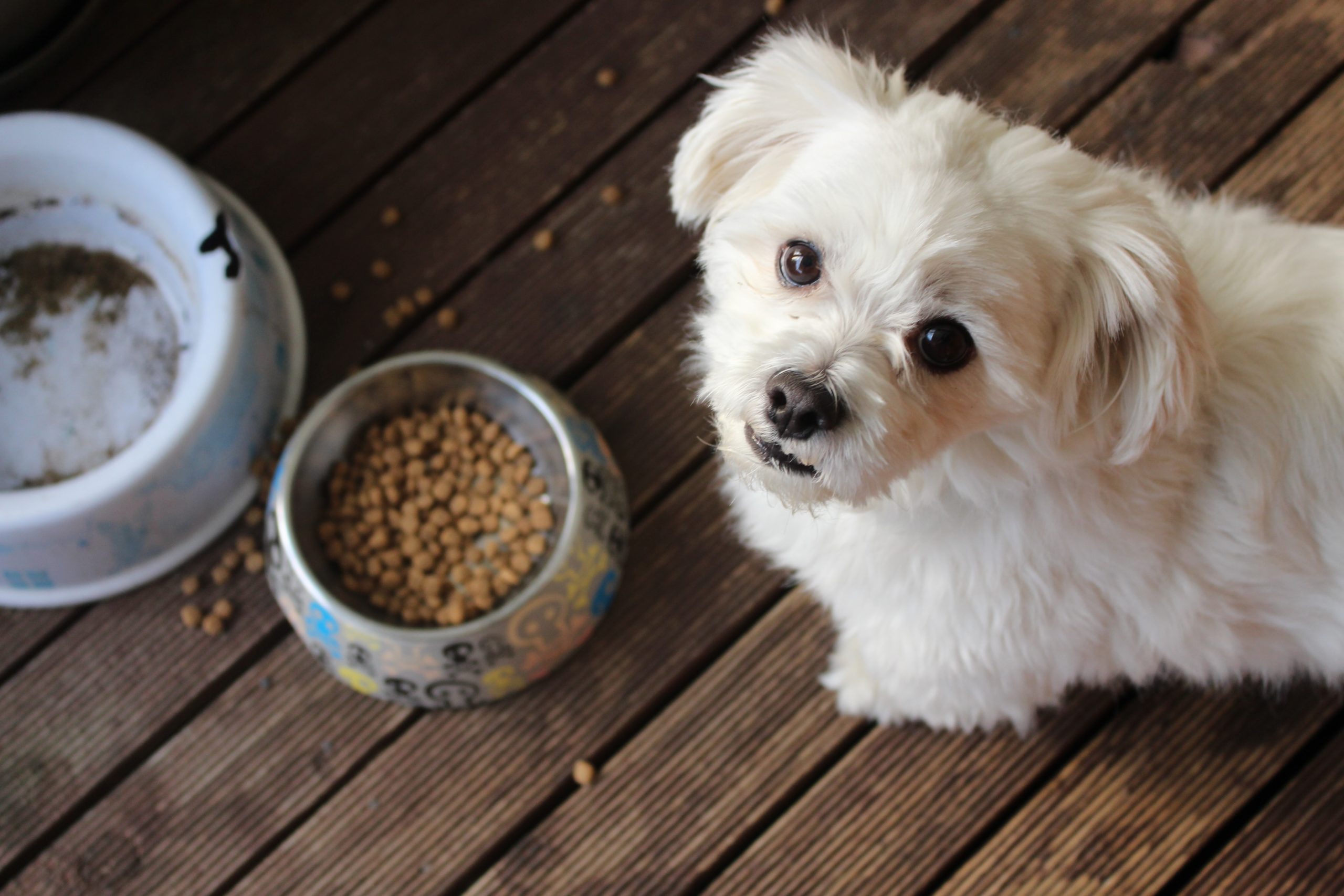 Pet food
