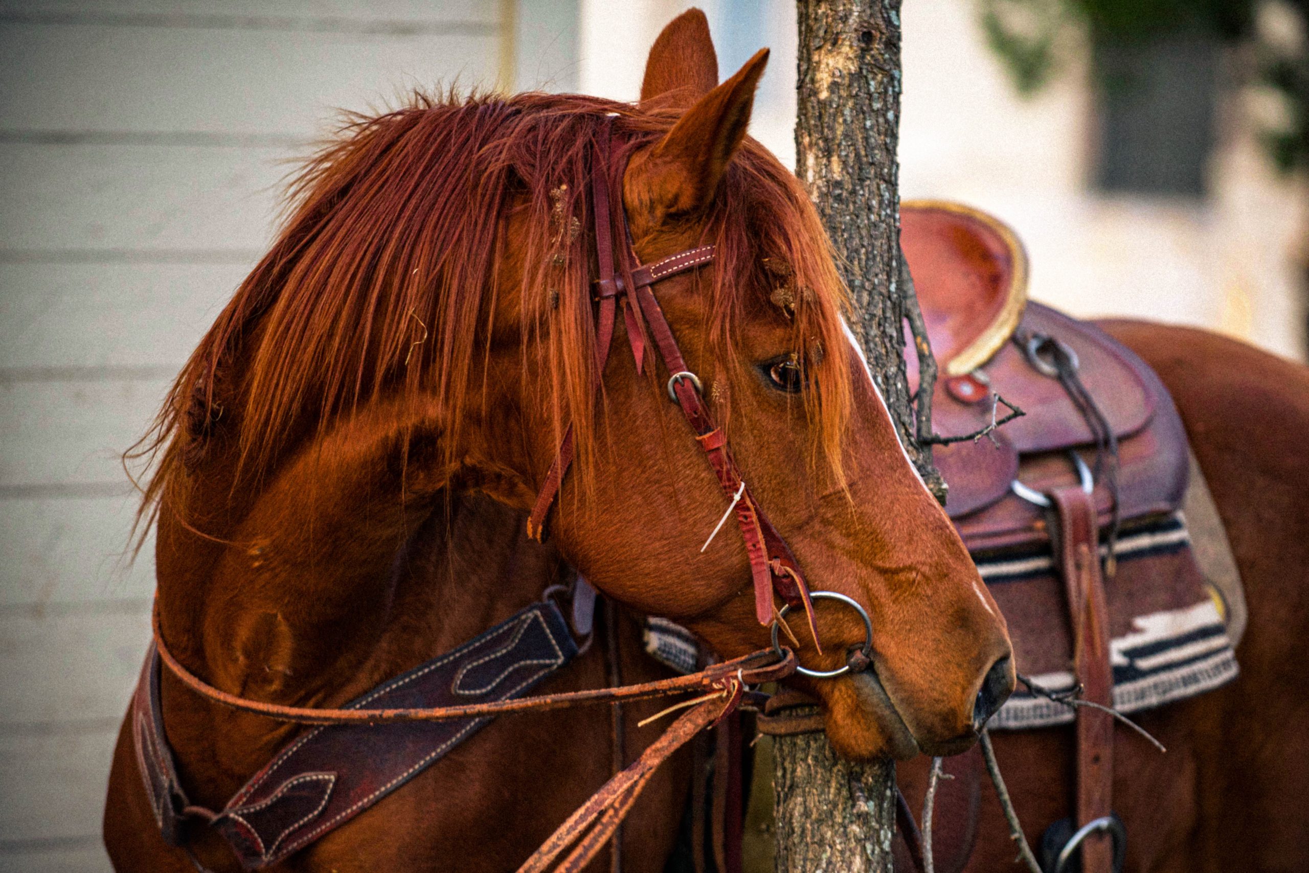 Horse Tack