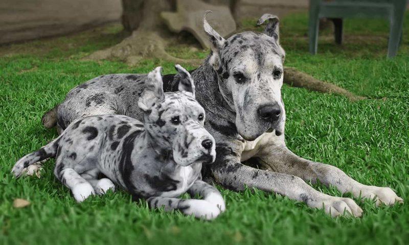 Cuddle Clones