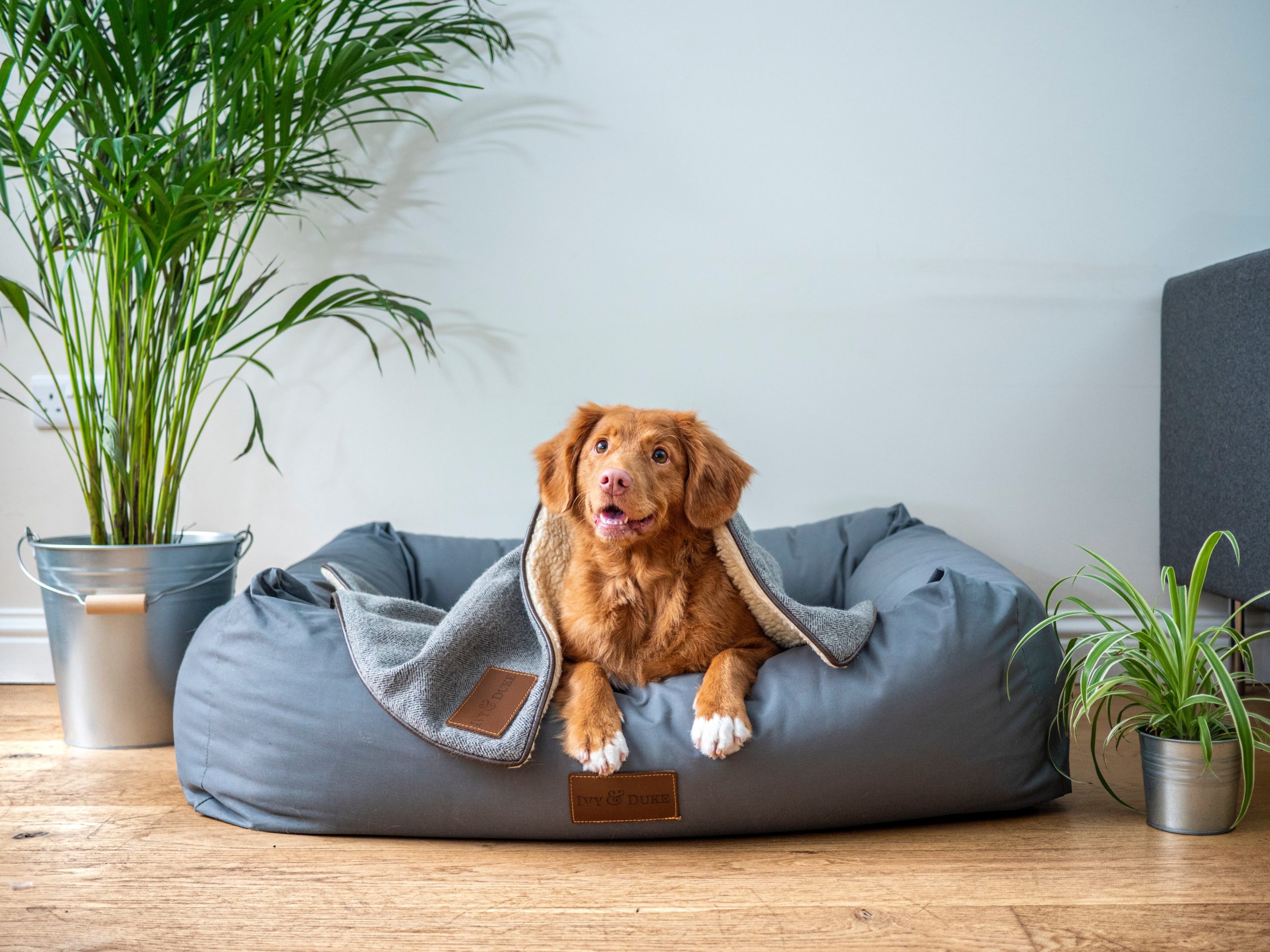 PetSuppliesPlus