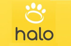 Discovering the Halo Collar’s website: A dog owner’s perspective