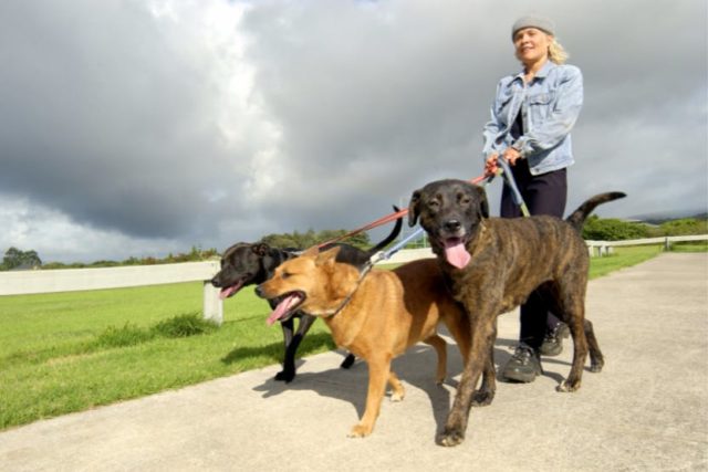 Wag! Walking: A Comprehensive Review of the Leading Pet Care Platform ...