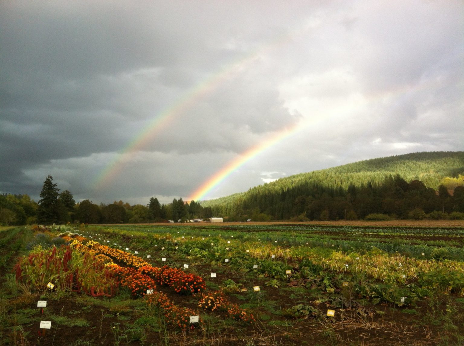 Where Is Territorial Seed Company Located Territorial Seed Company review: A trusted seed source for gardeners