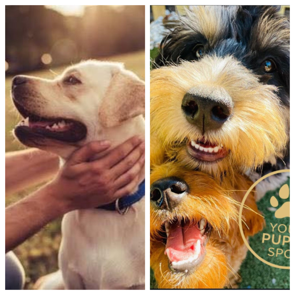 A Closer Look at PuppySpot - Is This the Right Place to Find Your New ...