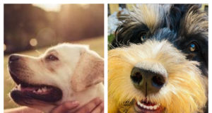 A Closer Look at PuppySpot – Is This the Right Place to Find Your New Puppy?