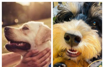 A Closer Look at PuppySpot – Is This the Right Place to Find Your New Puppy?